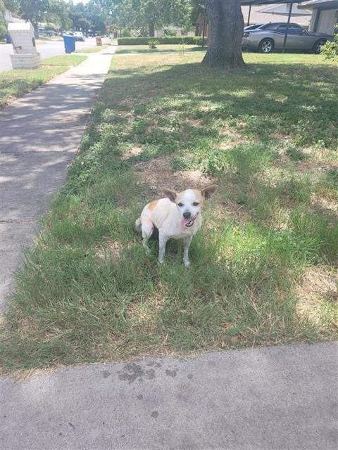 BUDDY