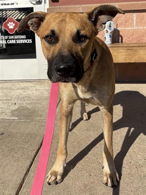 CHICO
