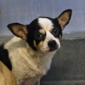 BISCUIT, Adult Male unknown