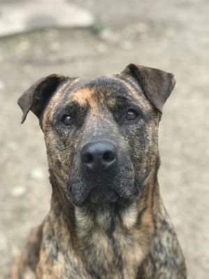 MAX, Adult Male unknown