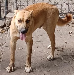 OSO, Young Male unknown