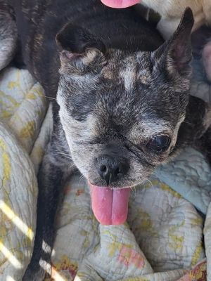 FRANNY, Senior Female unknown