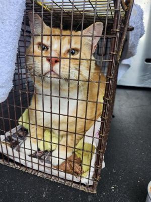 GARFIELD, Adult Male unknown