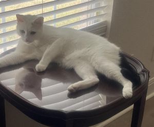 CASPER, Senior Male unknown