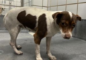 CHIQUITA, Young Female unknown