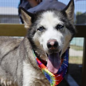 MAYA, Adult Female unknown
