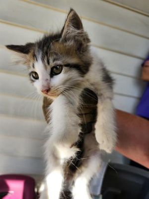 DARLA, Baby Female unknown