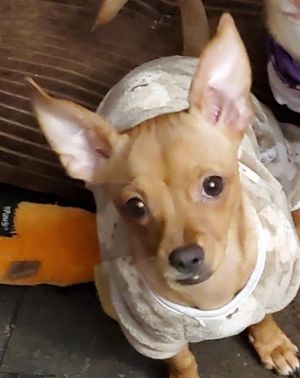 MIMI, Adult Female unknown
