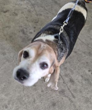 BRUNO, Adult Male unknown