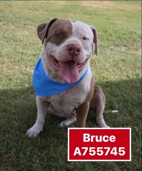BRUCE