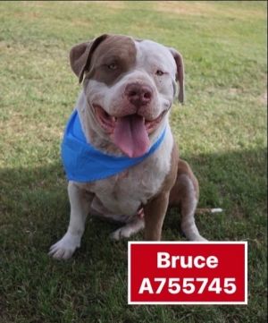 BRUCE, Adult Male unknown