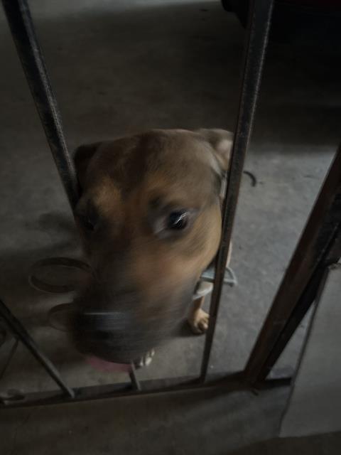 JAKE