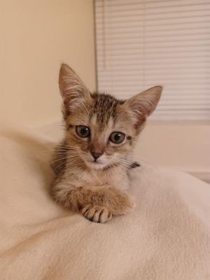 STERLING, Baby Female unknown