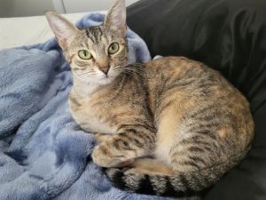 CHEWY, Young Female unknown