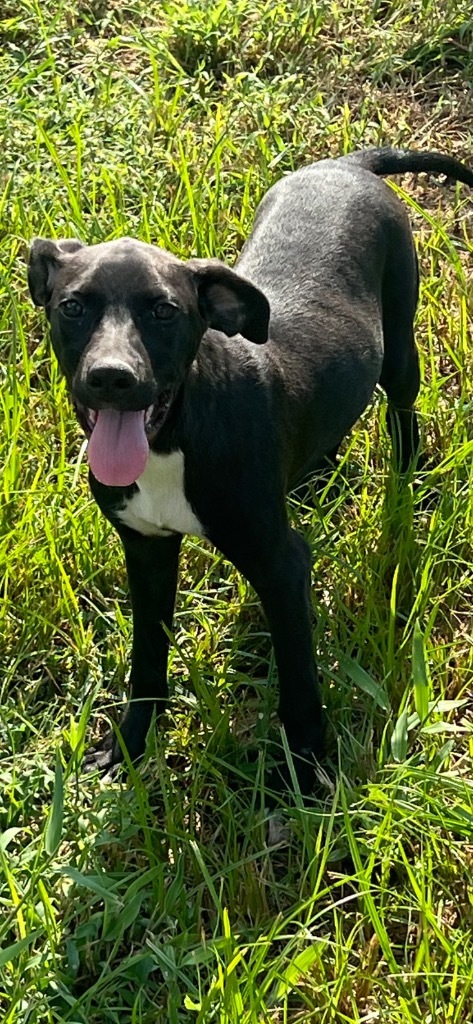 Piper