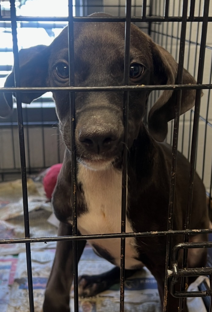 Piper