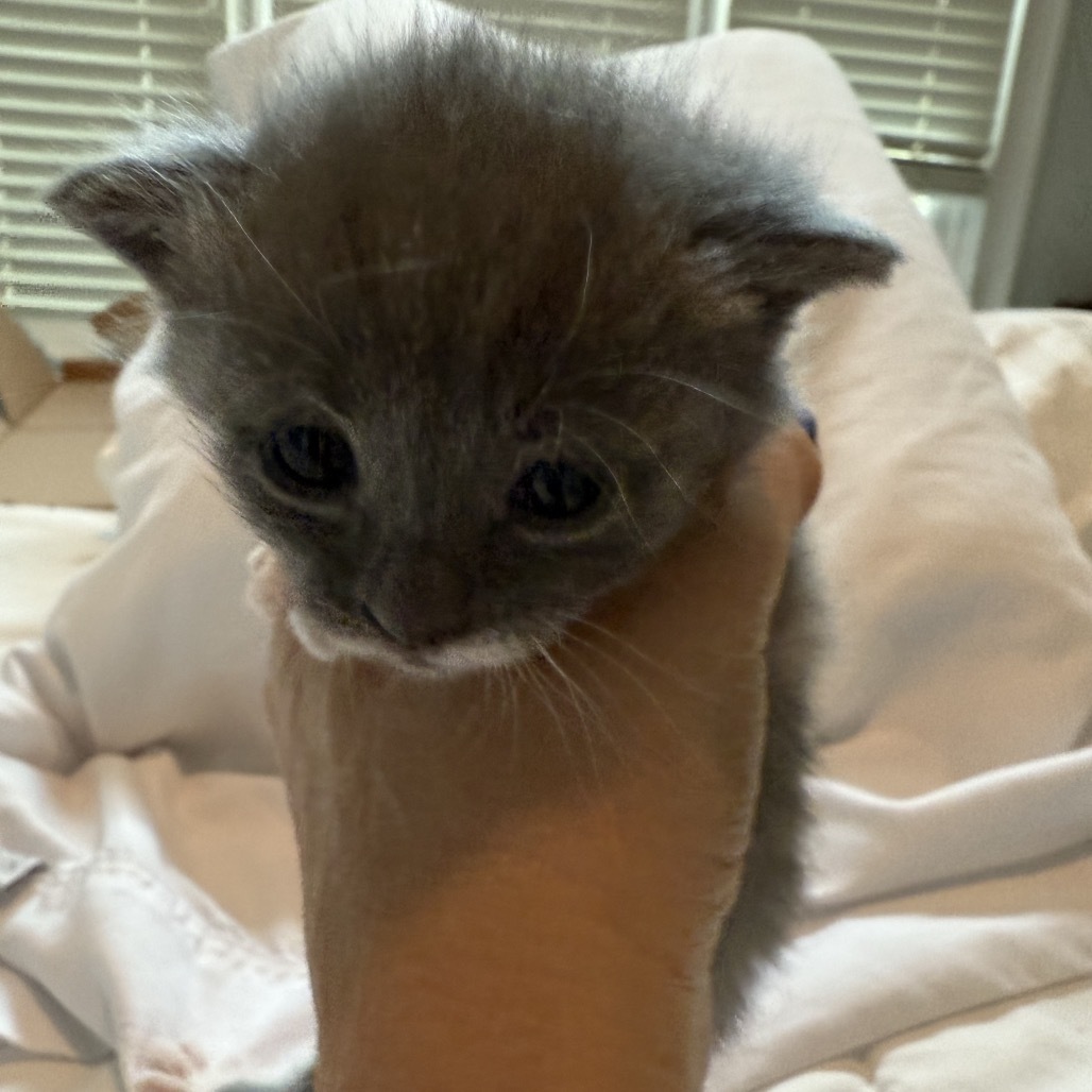 Sylvie