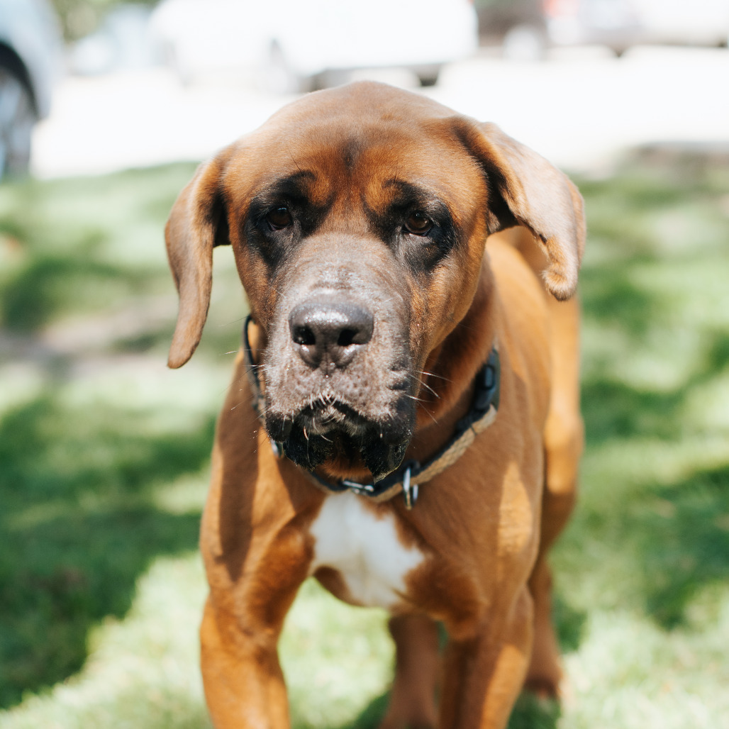 Samantha, an adoptable Mastiff, Jindo in Northbrook, IL, 60062 | Photo Image 1