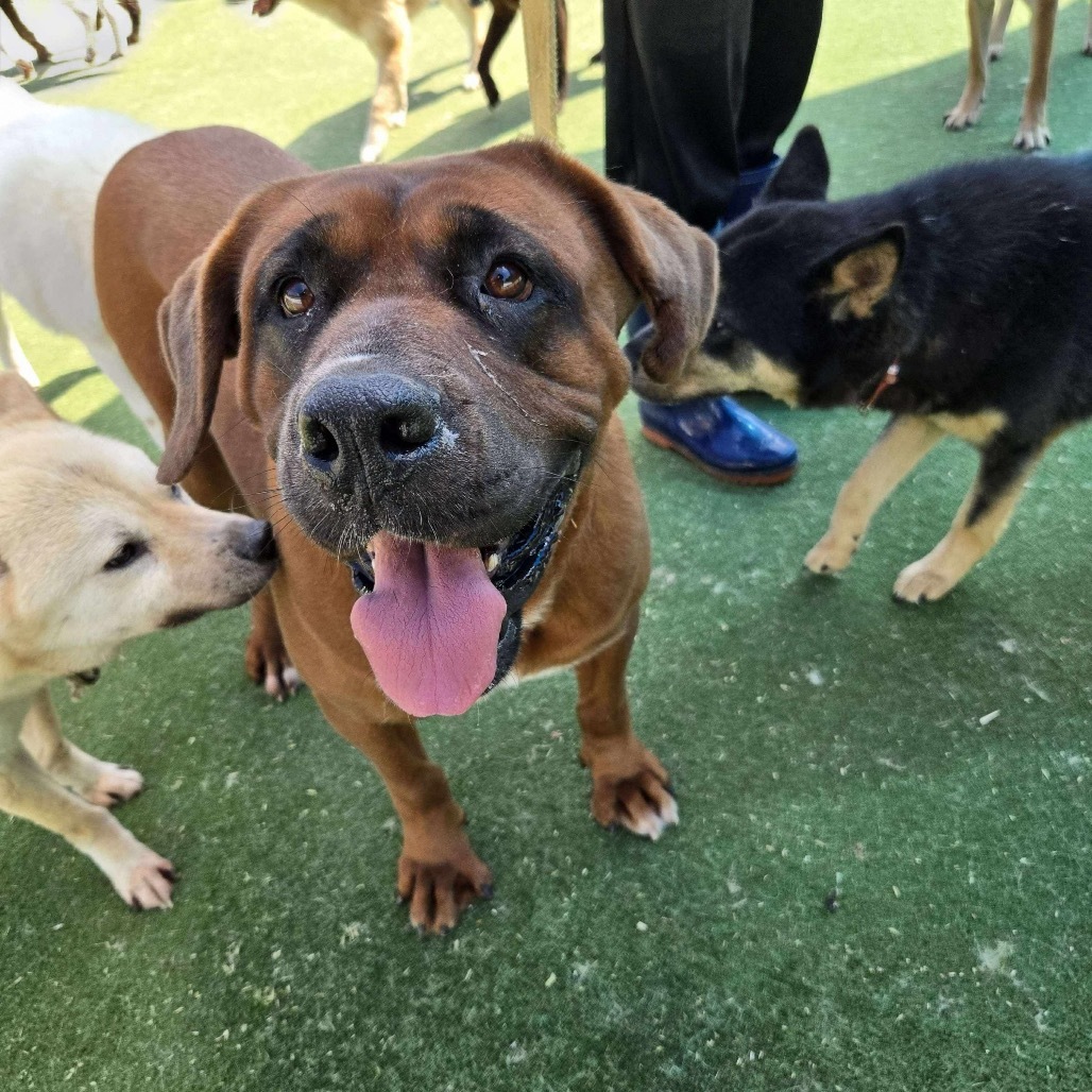 Samantha, an adoptable Mastiff, Jindo in Northbrook, IL, 60062 | Photo Image 2
