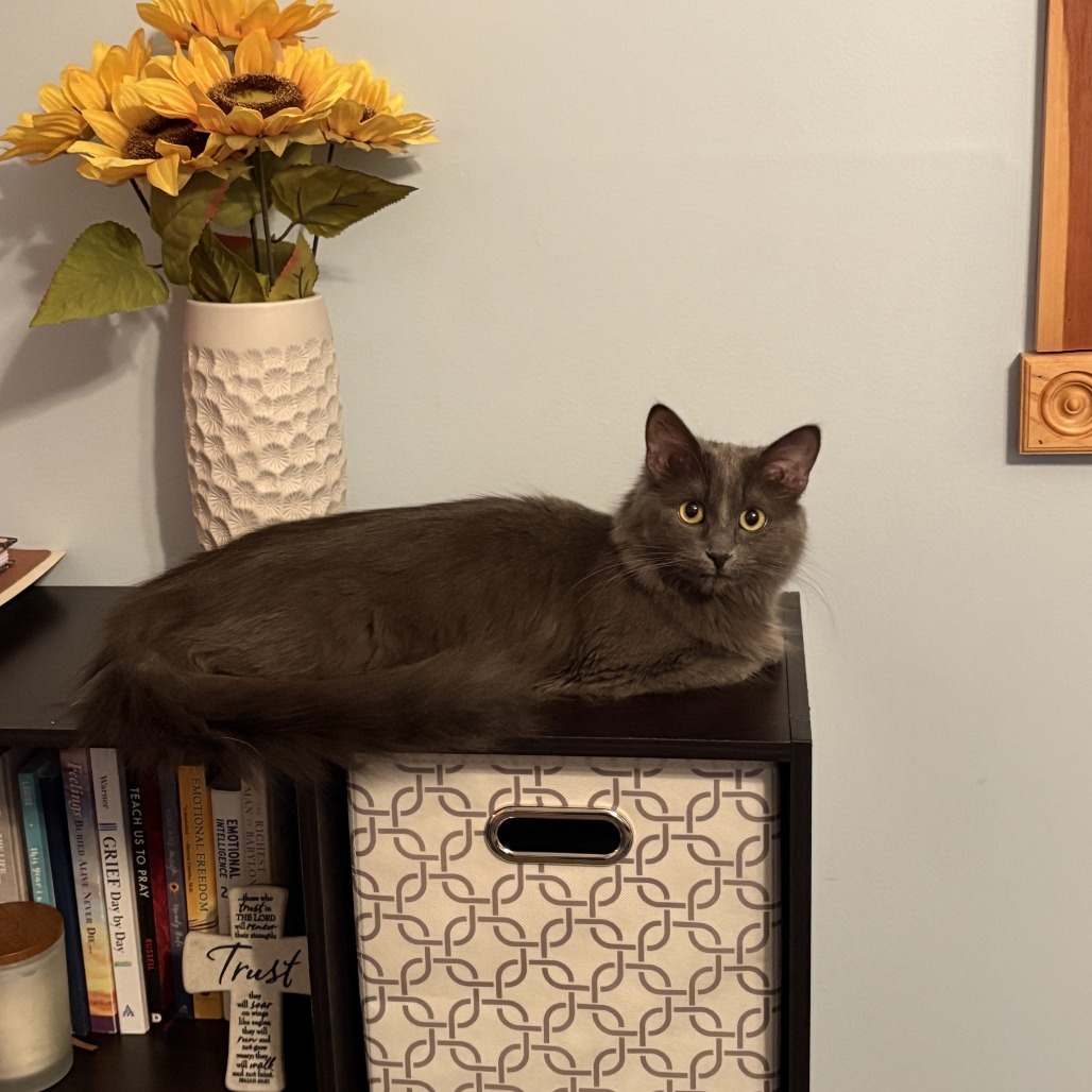 Vee
