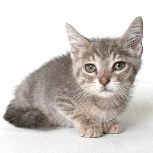 Dust, Young Female unknown