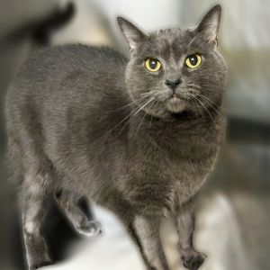 Gianna, Adult Female unknown
