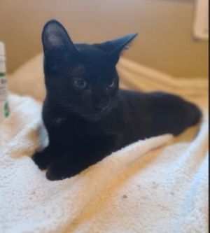 Lily, Adult Female unknown