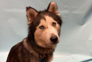 Denali, Adult Female unknown
