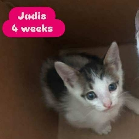 Jadis