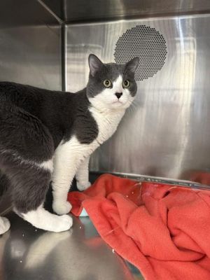 MR KITTY, Adult Male unknown