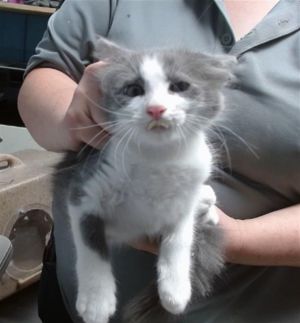 GRINCH, Baby Male unknown
