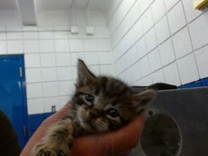 G-FUEL, Baby Male unknown