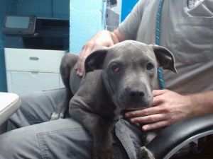 GRIS, Baby Female unknown