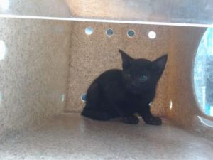 AURELIA, Baby Female unknown