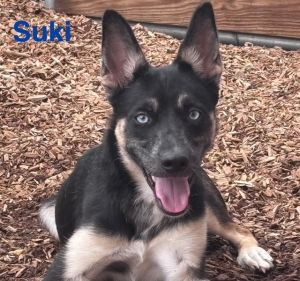SUKI, Young Female unknown
