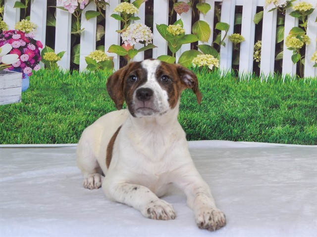 PIPER