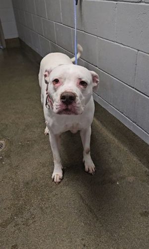 CALI, Adult Female unknown