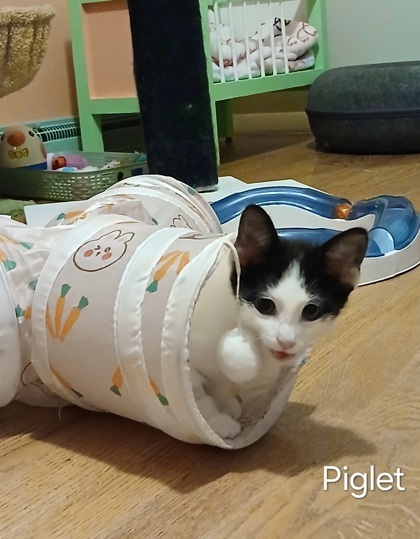 Piglet
