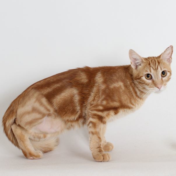 Marmalade