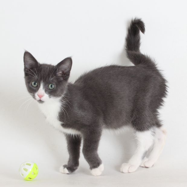 Kenneth, an adoptable Domestic Short Hair in Redding, CA, 96099 | Photo Image 1