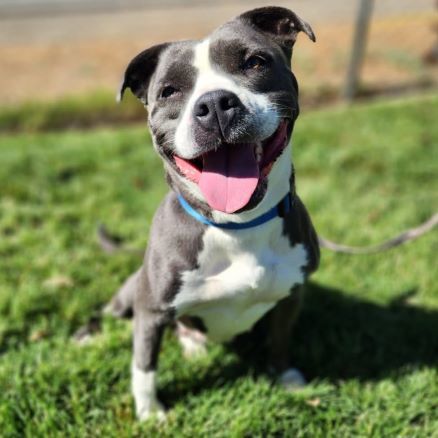Mira, an adoptable Pit Bull Terrier in Redding, CA, 96099 | Photo Image 2