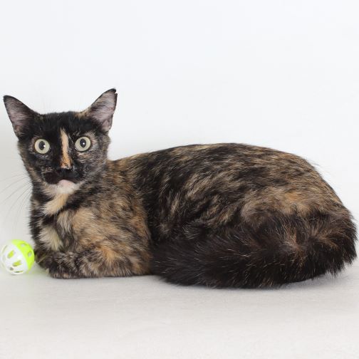 Lila, an adoptable Domestic Short Hair in Redding, CA, 96099 | Photo Image 1