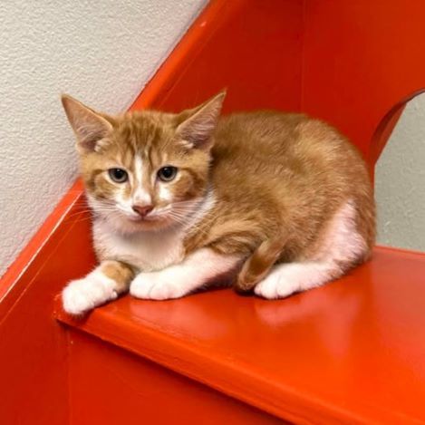 Seville, an adoptable Domestic Short Hair in Redding, CA, 96099 | Photo Image 1