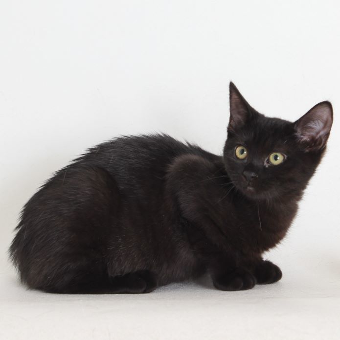 Marscapone, an adoptable Domestic Short Hair in Redding, CA, 96099 | Photo Image 1