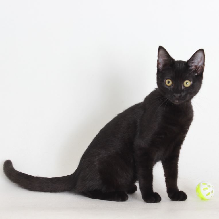 Baguette, an adoptable Domestic Short Hair in Redding, CA, 96099 | Photo Image 1