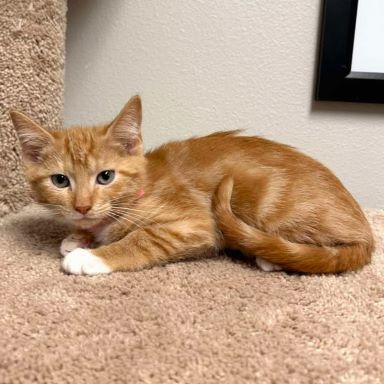Valencia, an adoptable Domestic Short Hair in Redding, CA, 96099 | Photo Image 1