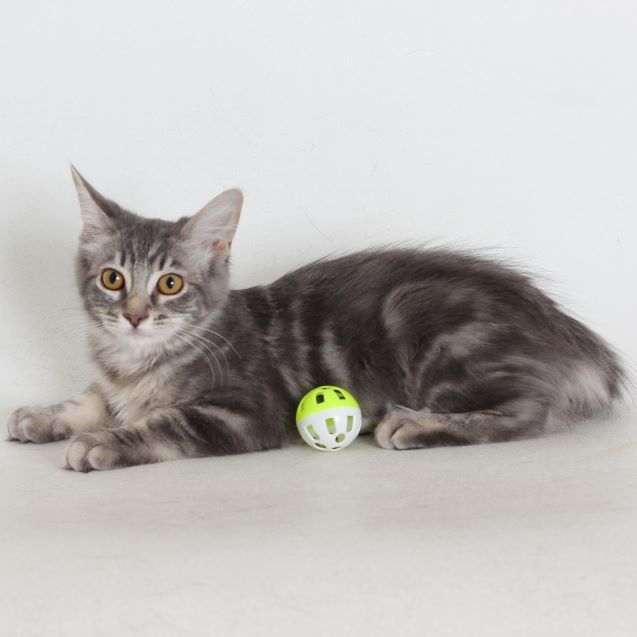 Meredith