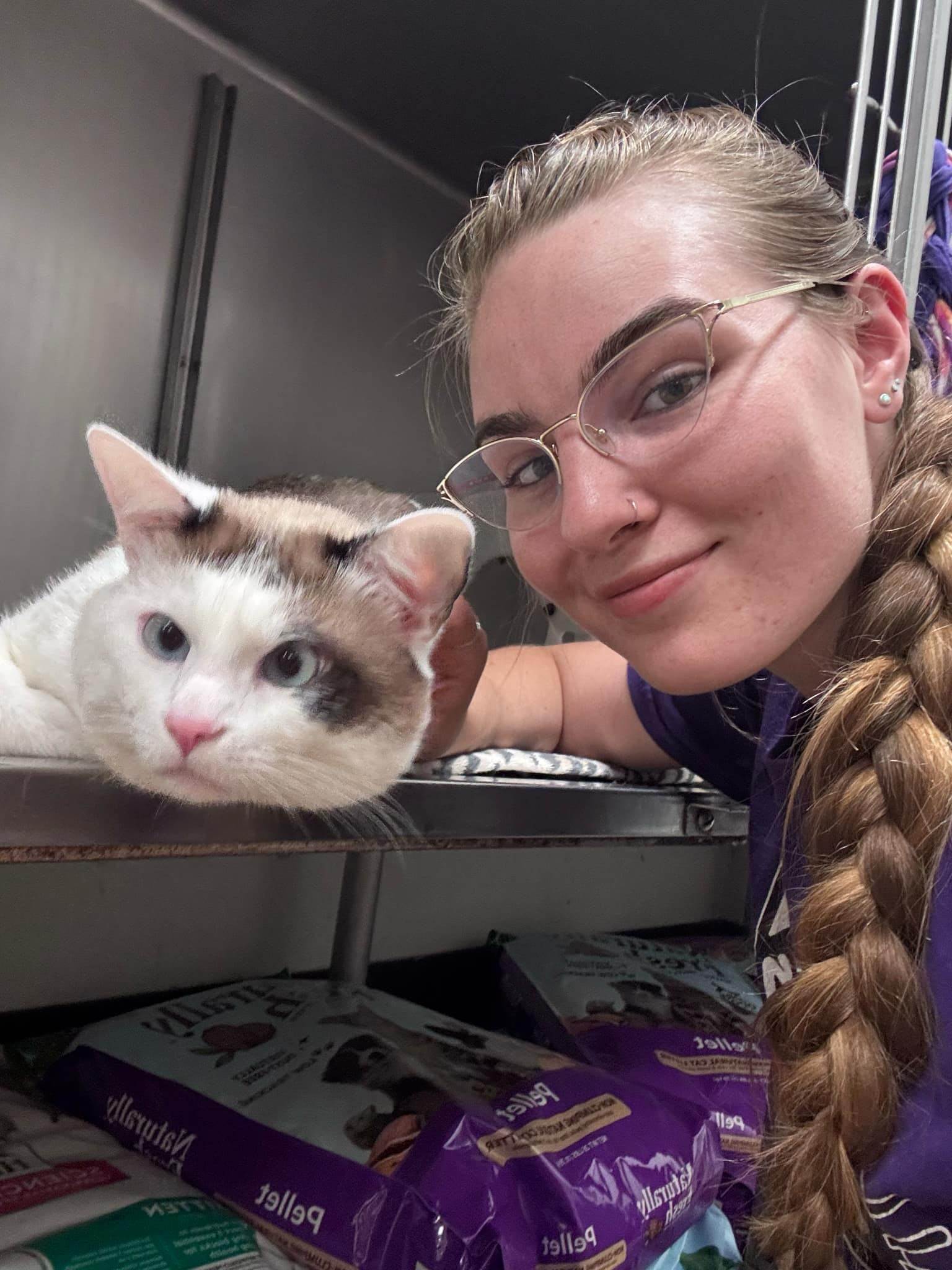 Humpty Dumpling, an adoptable Domestic Short Hair in Redding, CA, 96099 | Photo Image 2