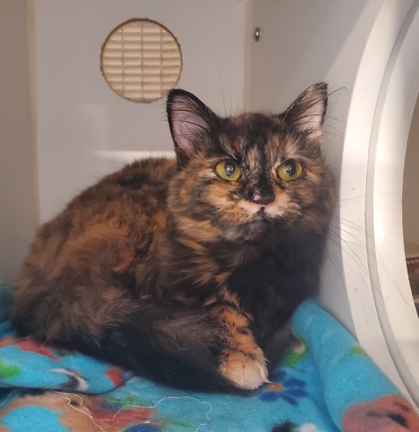 Catalina