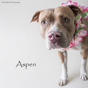 Aspen, an adoptable Pit Bull Terrier, Mixed Breed in Ruidoso, NM, 88345 | Photo Image 1